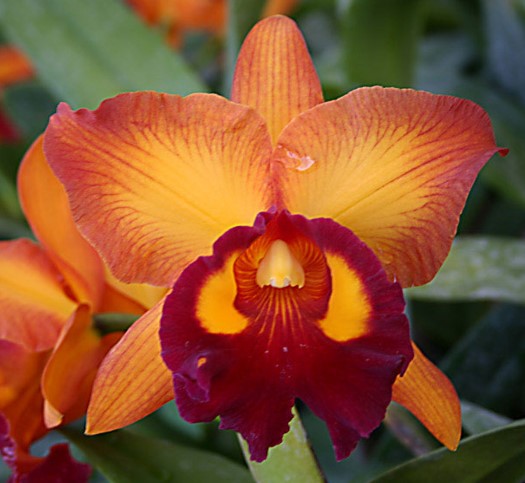 Cattleya - Kanjana Orchids